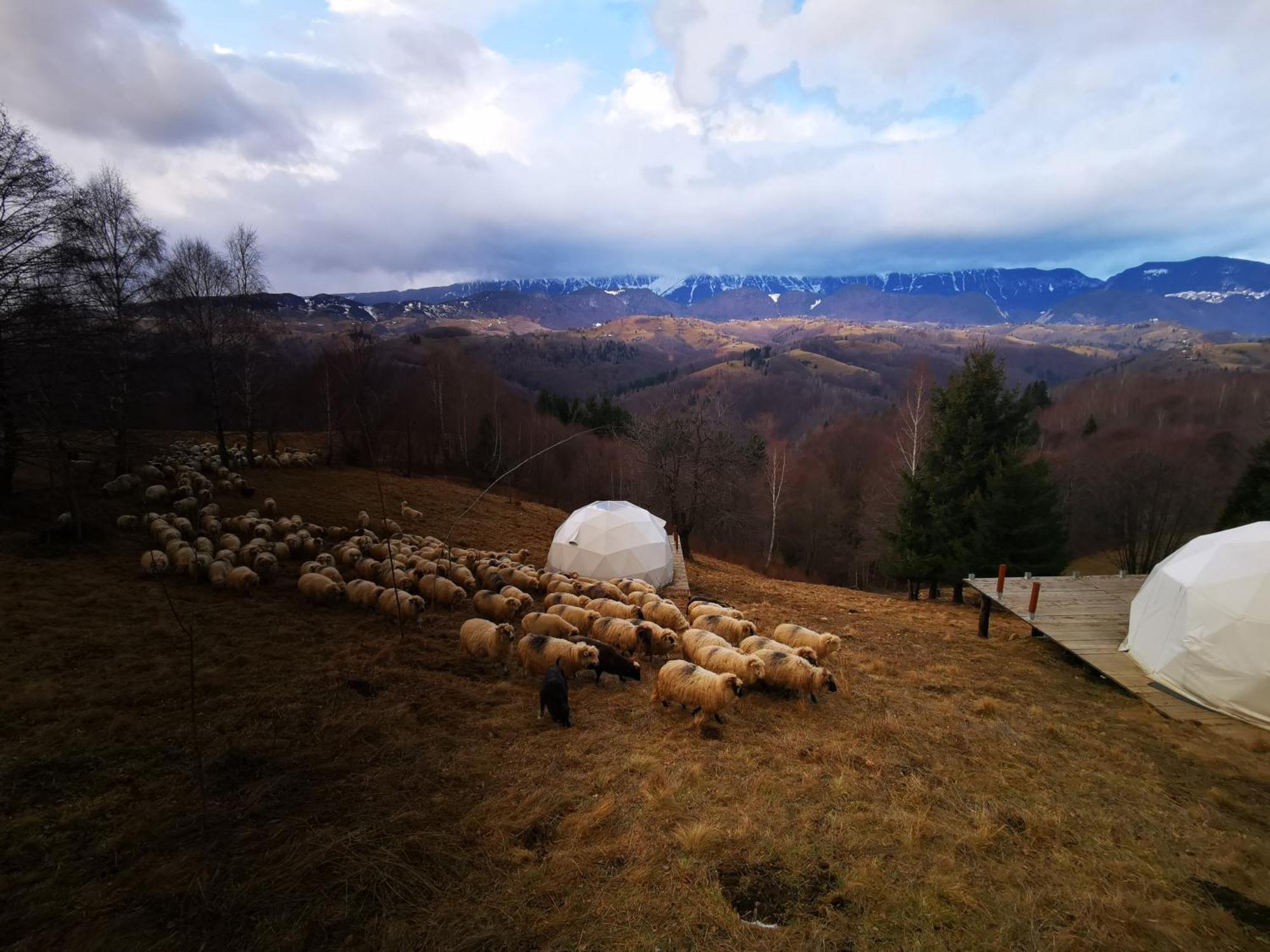 Glamping Zazen Hotel Drumu Carului Kültér fotó