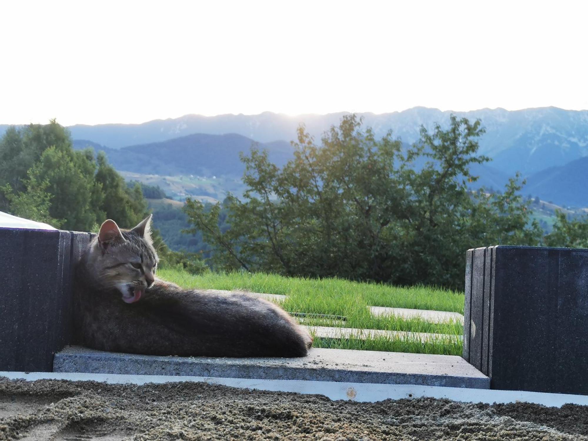 Glamping Zazen Hotel Drumu Carului Kültér fotó