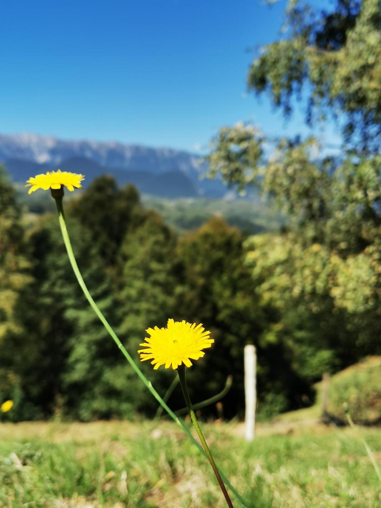 Glamping Zazen Hotel Drumu Carului Kültér fotó